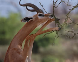 Samburu Male Gerenuk